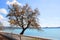 Site of seaside quay with a tree. Gelendzhik. Russia.