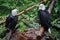 Sitka, Alaska: Two bald eagles at the Alaska Raptor Center