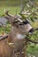 Sitka Blacktail Deer Buck