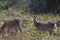 Sitka Deer grazing on Innisfallen Island, Lough Leane