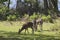 Sitka Deer on Innisfallen Island, Lough Leane, Killarney