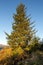 A sitka spruce conifer tree at Clatteringshaws Loch in the winter sun