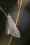 Sitochroa palealis micro moth