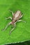 Sitona griseus is a species of weevil Curculionidae, pest of: soybean, beans, pea, chickpeas, alfalfa, peanut, carob, liquorice.