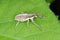 Sitona griseus is a species of weevil Curculionidae, pest of: soybean, beans, pea, chickpeas, alfalfa, peanut, carob, liquorice.