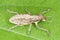 Sitona griseus is a species of weevil Curculionidae, pest of: soybean, beans, pea, chickpeas, alfalfa, peanut, carob, liquorice.