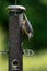 A sitta europaea, commonly known as a nuthatch, eating sunflower seeds from a garden bird feeder