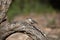 Sitta europaea, the Eurasian nuthatch bird