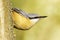 Sitta europaea / Eurasian Nuthatch - closeup