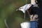 Sitta europaea- preparing to leave with three sunflower seeds.