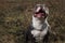 Sitted American Bully being happy and playful