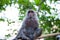 Sitting adult macaque monkey