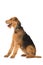 Sitting Airedale Terrier on white background