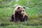 Sitting Alaskan Brown Bear