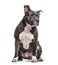 Sitting American Bully, isolated