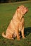 Sitting apricot dilute sharpei female