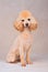 Sitting apricot poodle