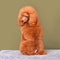 Sitting apricot poodle