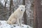 Sitting arctic wolf