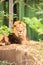 Sitting asiatic lion in london zoo