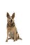 Sitting australian cattle dog with mouth open on a white background