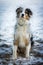 Sitting Australian Shepherd