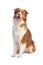 Sitting Australian shepherd looking