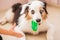 Sitting australian shepherd lying with toy and kis hand try to take toy