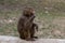 Sitting baby baboon hamadryad