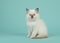 Sitting baby rag doll cat facing the camera on a blue turquoise background