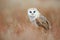 Sitting Barn Owl in light grass