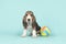 Sitting basset artesien normand puppy with a multi colored toy ball on a blue background