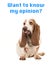 Sitting basset hound making a funny face sticking its tongue out with the text ` want to know my o