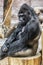 Sitting big boss black gorilla with smart look