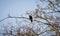 Sitting bird on the branch