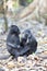 Sitting black macaques at Tangkoko national park