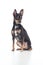 Sitting black toy terrier dog front view looking aside isolated