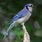 Sitting Blue Jay