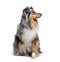 Sitting Blue merle Sheltie