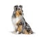 Sitting Blue merle Sheltie