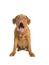 Sitting bordeaux dogue dog with mouth open making a funny face