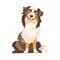 Sitting Border Collie Dog Breed with Thick Coat Vector Illustration