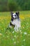 Sitting border collie dog in a flower meadow