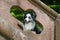 Sitting border collie dog in a flower meadow