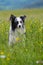 Sitting border collie dog in a flower meadow