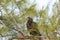 Sitting on a branch after leaving the nest, a Juvenile fledgling bald eaglet Haliaeetus leucocephalus