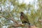 Sitting on a branch after leaving the nest, a Juvenile fledgling bald eaglet Haliaeetus leucocephalus