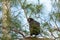 Sitting on a branch after leaving the nest, a Juvenile fledgling bald eaglet Haliaeetus leucocephalus