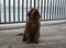 Sitting Brown Newfoundland Puppy Dog Looking Up