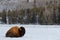 Sitting buffalo in the snow